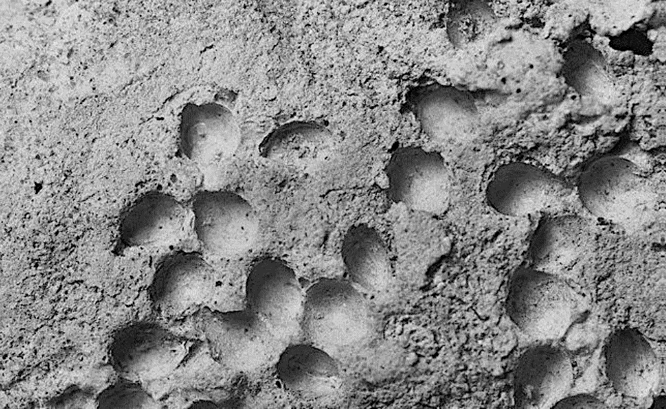 Millet imprints from the Gonur temenos under microscope (photo by Prof. Bakels)